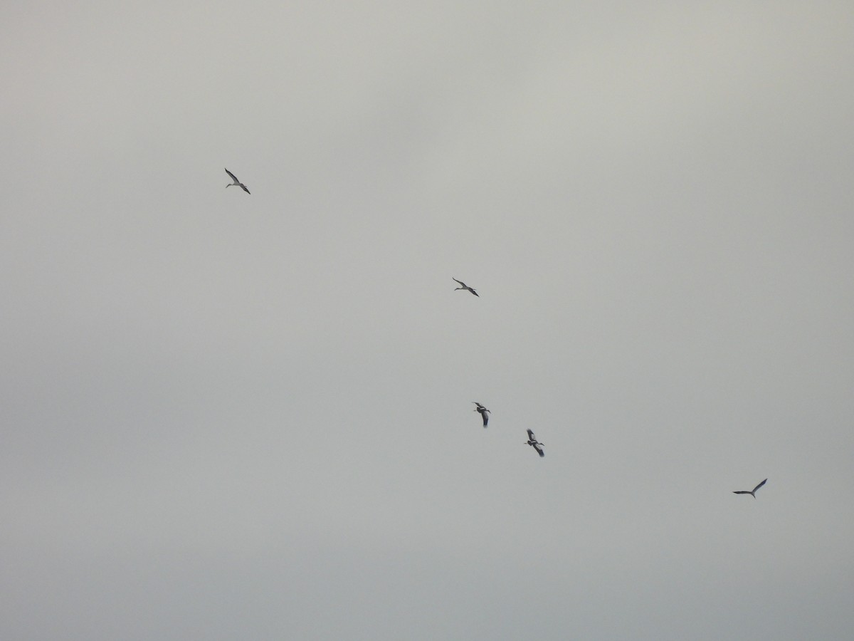 Asian Openbill - ML646220855