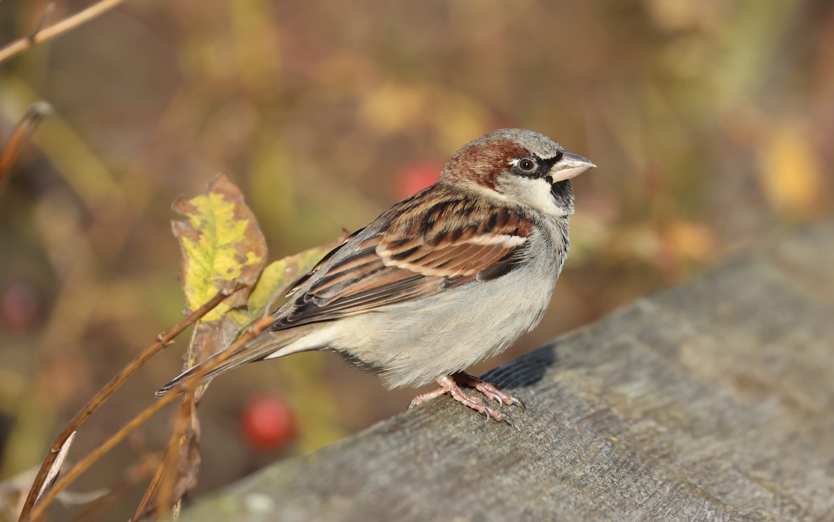 דרור הבית - ML646220856