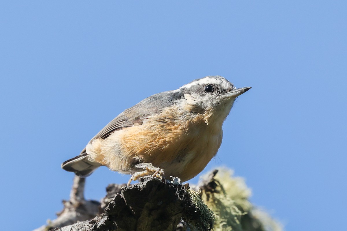Red-breasted Nuthatch - ML646220857
