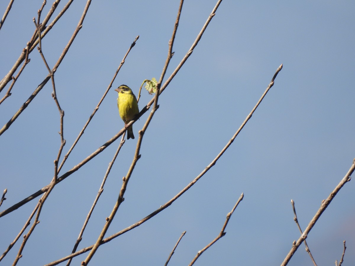 Yellow-breasted Greenfinch - ML646220859