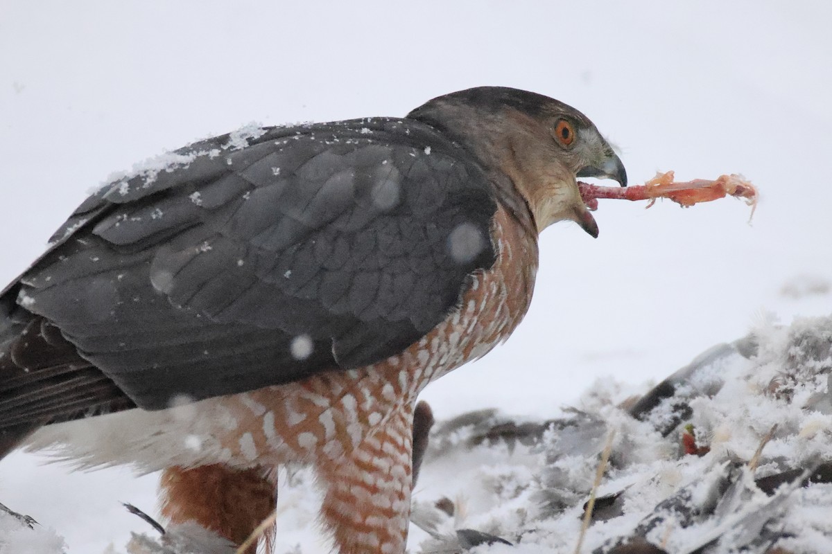Cooper's Hawk - ML646220861