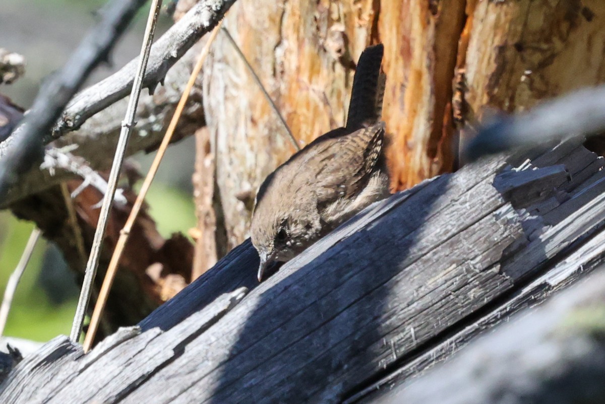 Northern House Wren - ML646220862