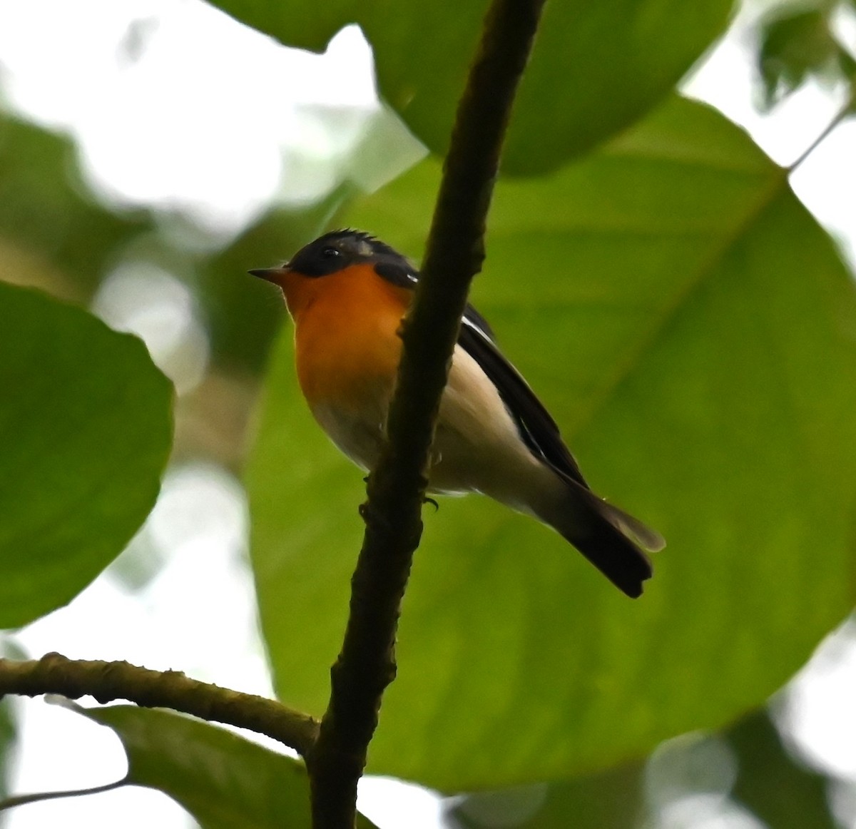 Mugimaki Flycatcher - ML646220866