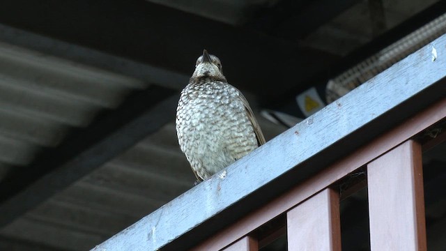Regent Bowerbird - ML646220873