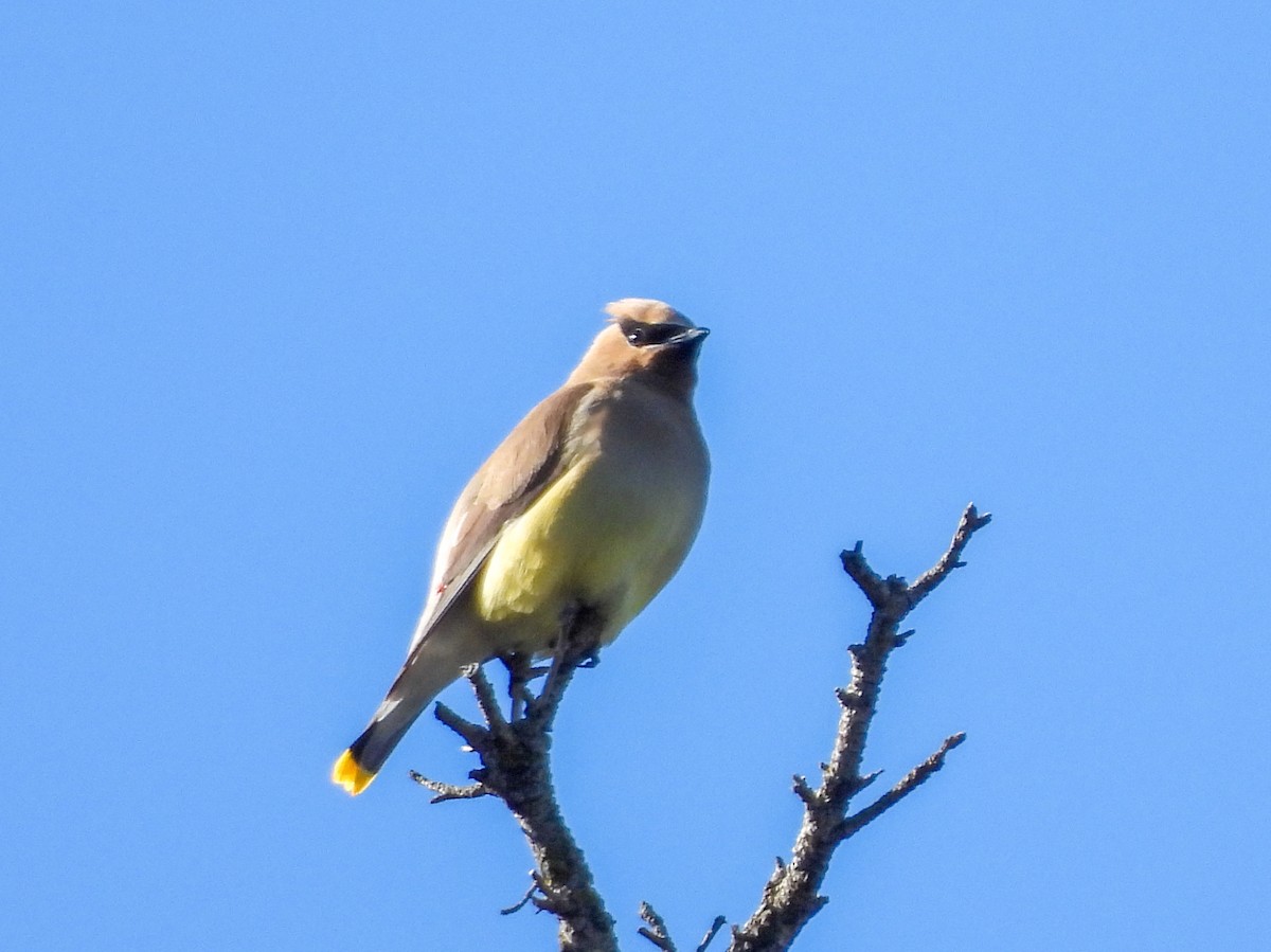 ציצנית אמריקנית - ML646220874