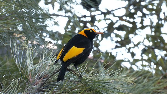 Regent Bowerbird - ML646220877