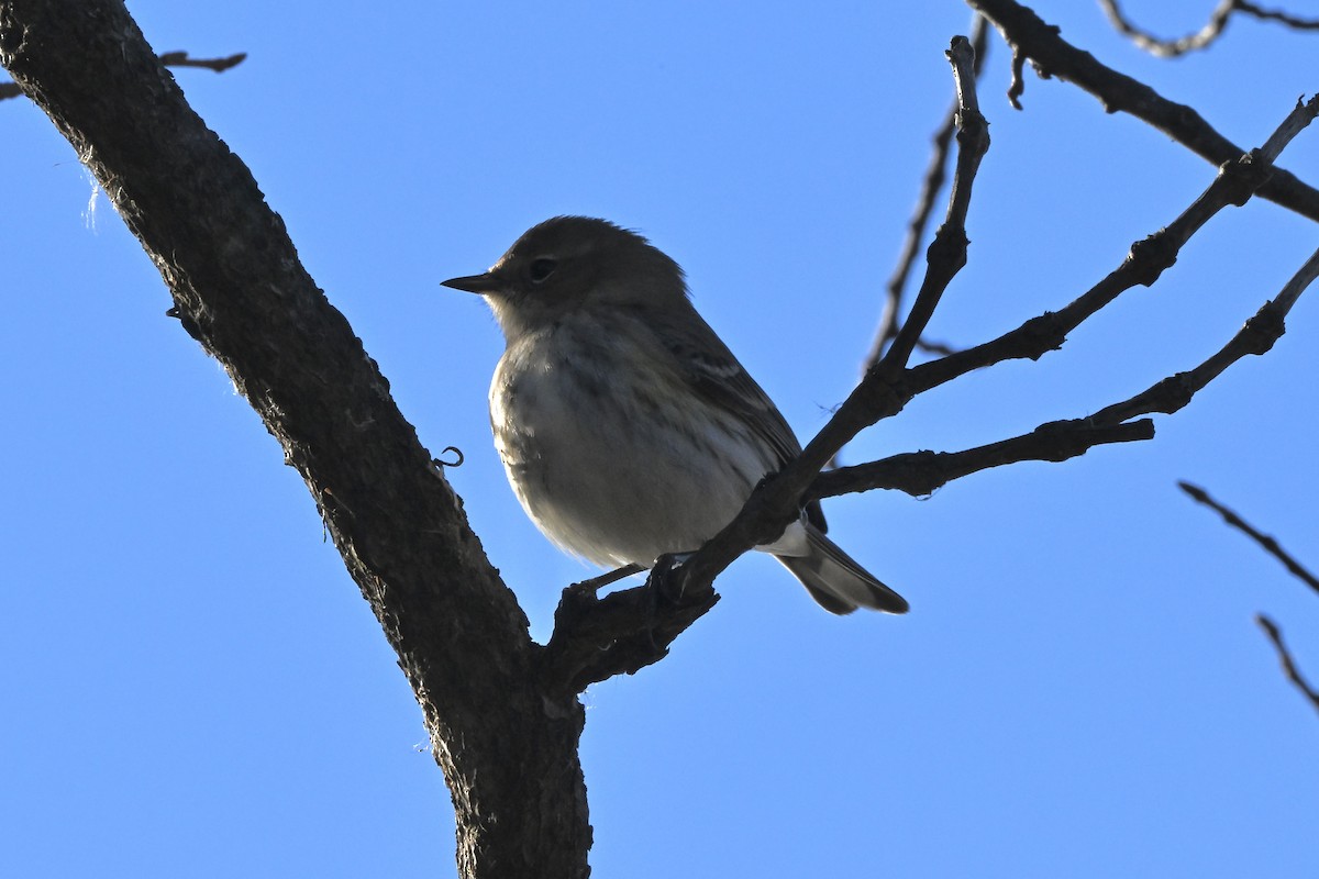 キヅタアメリカムシクイ - ML646220881