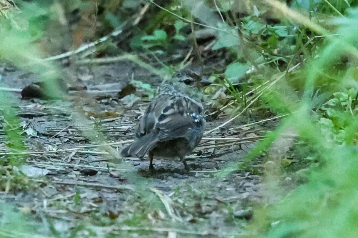 White-crowned Sparrow - ML646220882