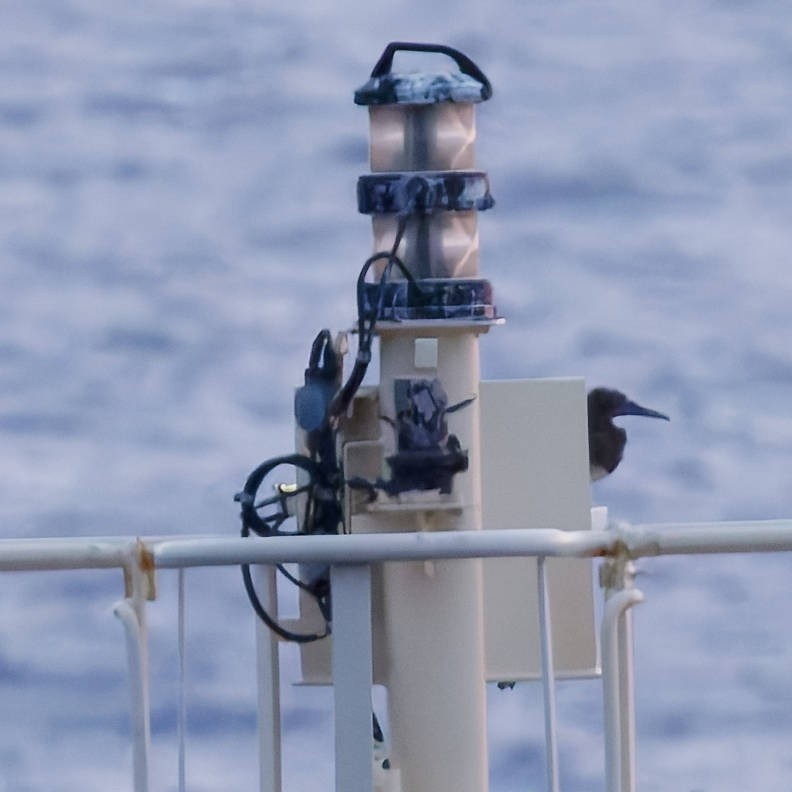 Brown Booby - ML646220883