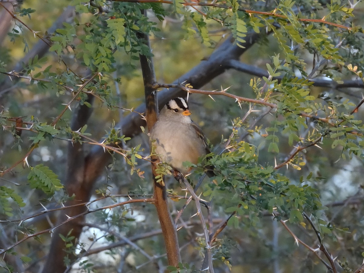 Bruant à couronne blanche - ML646220885