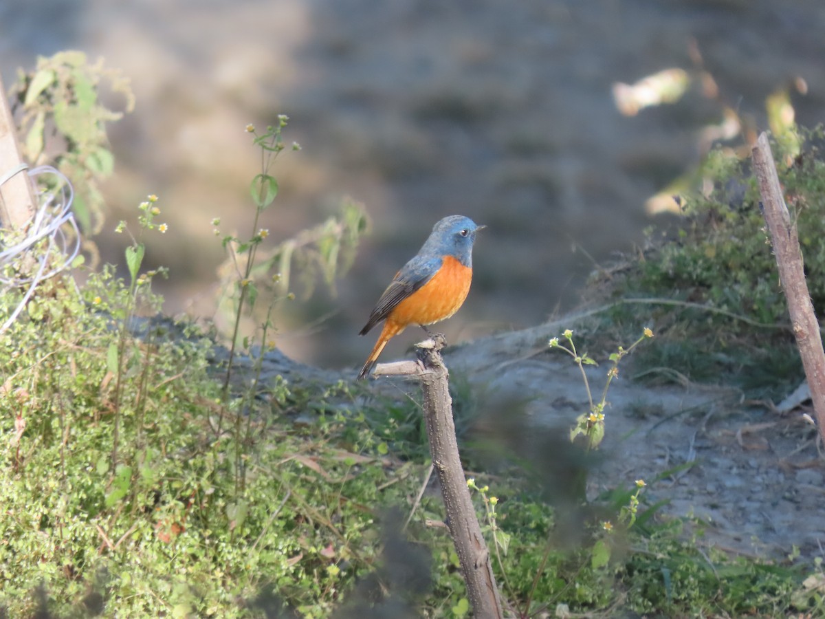 Blue-fronted Redstart - ML646220888