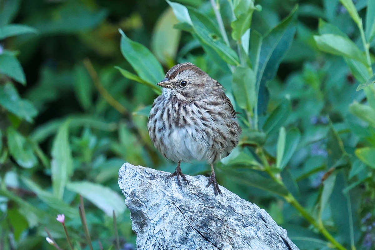 Song Sparrow - ML646220891