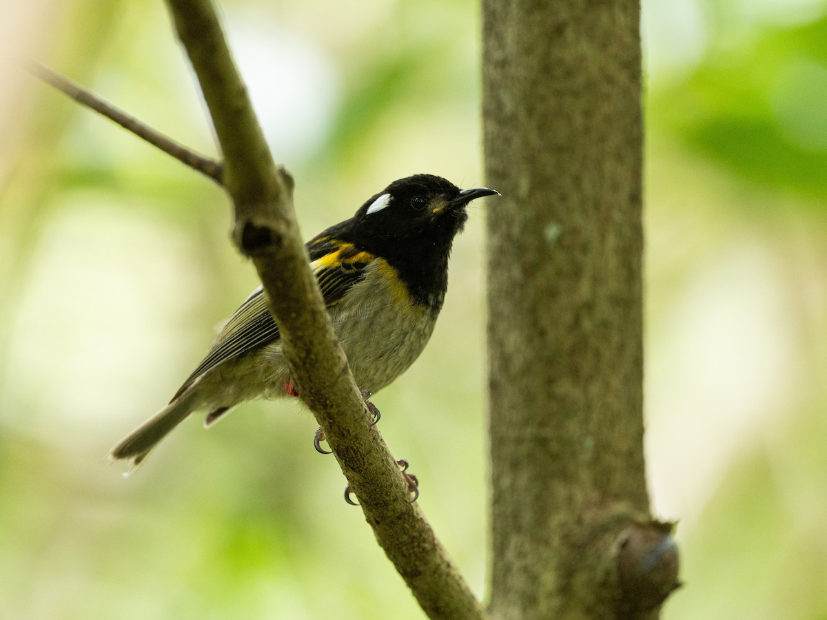 Stitchbird - ML646220892