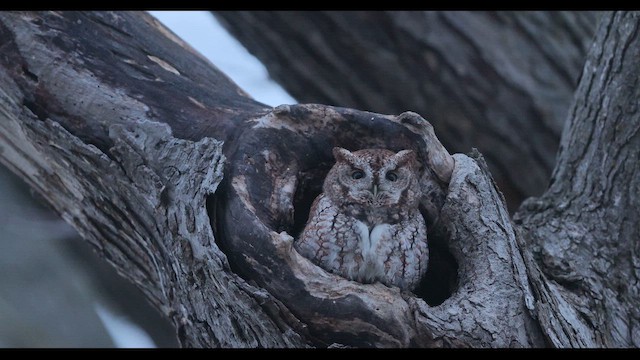 Eastern Screech-Owl - ML646220894