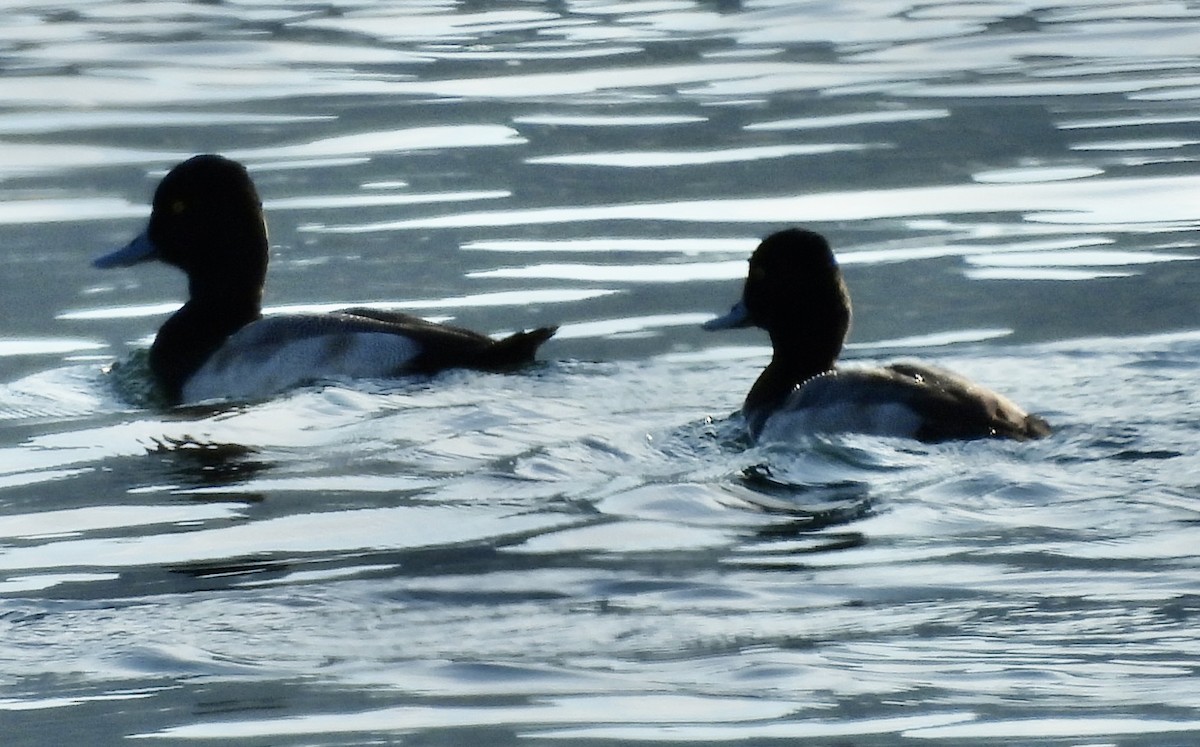 Lesser Scaup - ML646220898
