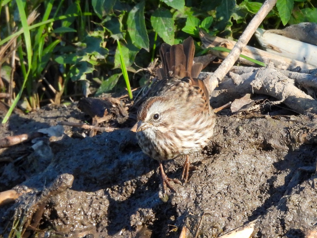 Song Sparrow - ML646220901