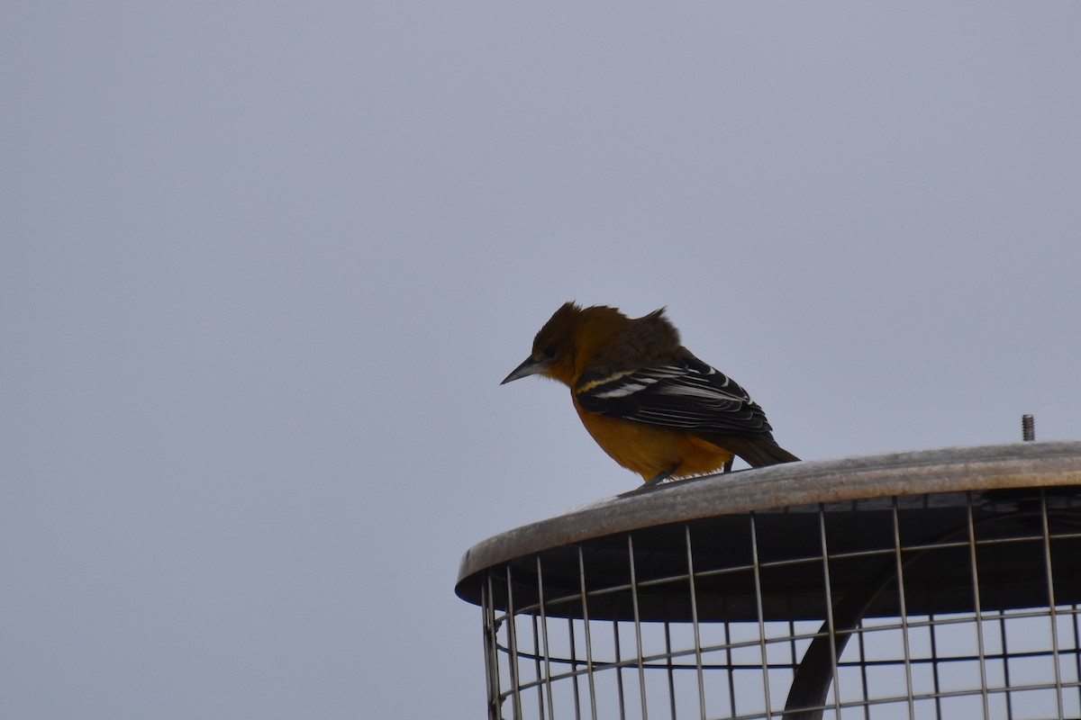 Балтиморский трупиал - ML646220903