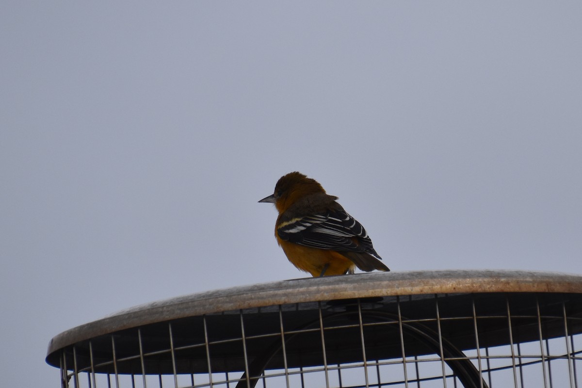 Балтиморский трупиал - ML646220904