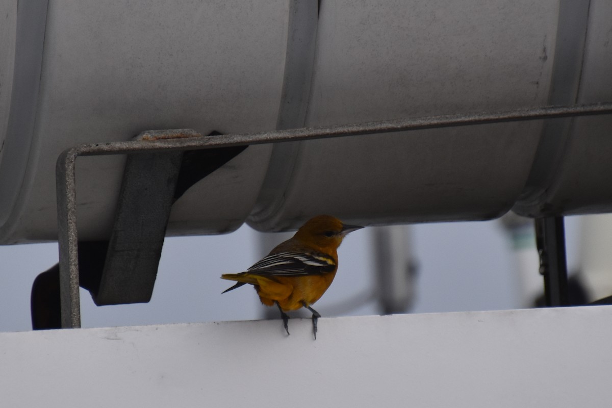 Балтиморский трупиал - ML646220905