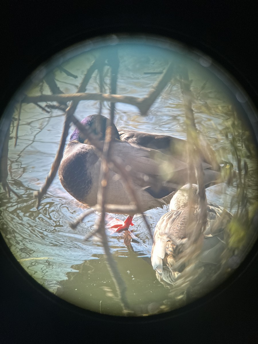 kachna divoká - ML646220906