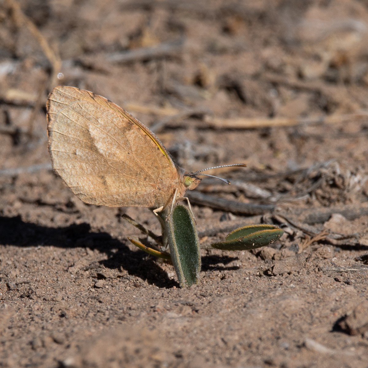 Animals - ML646220907