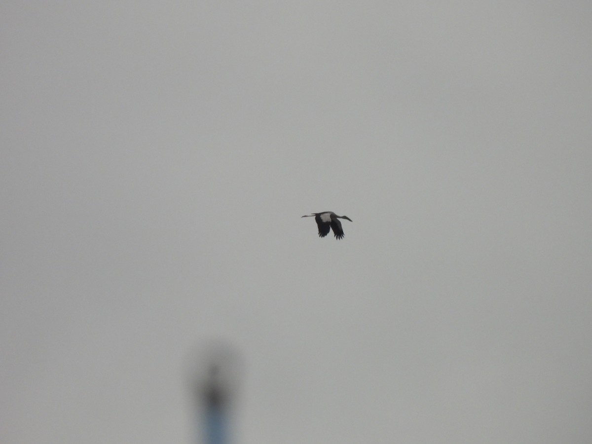 Asian Openbill - ML646220908