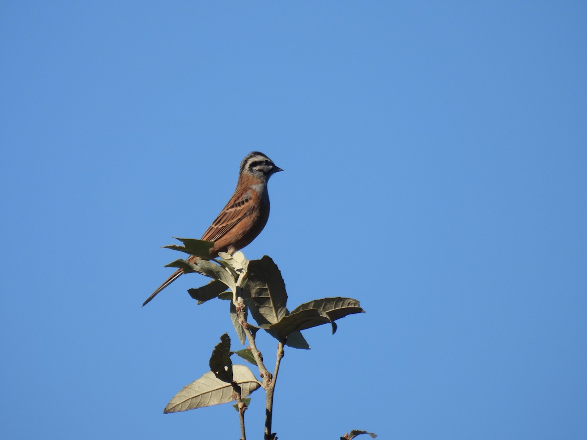 Rock Bunting - ML646220918