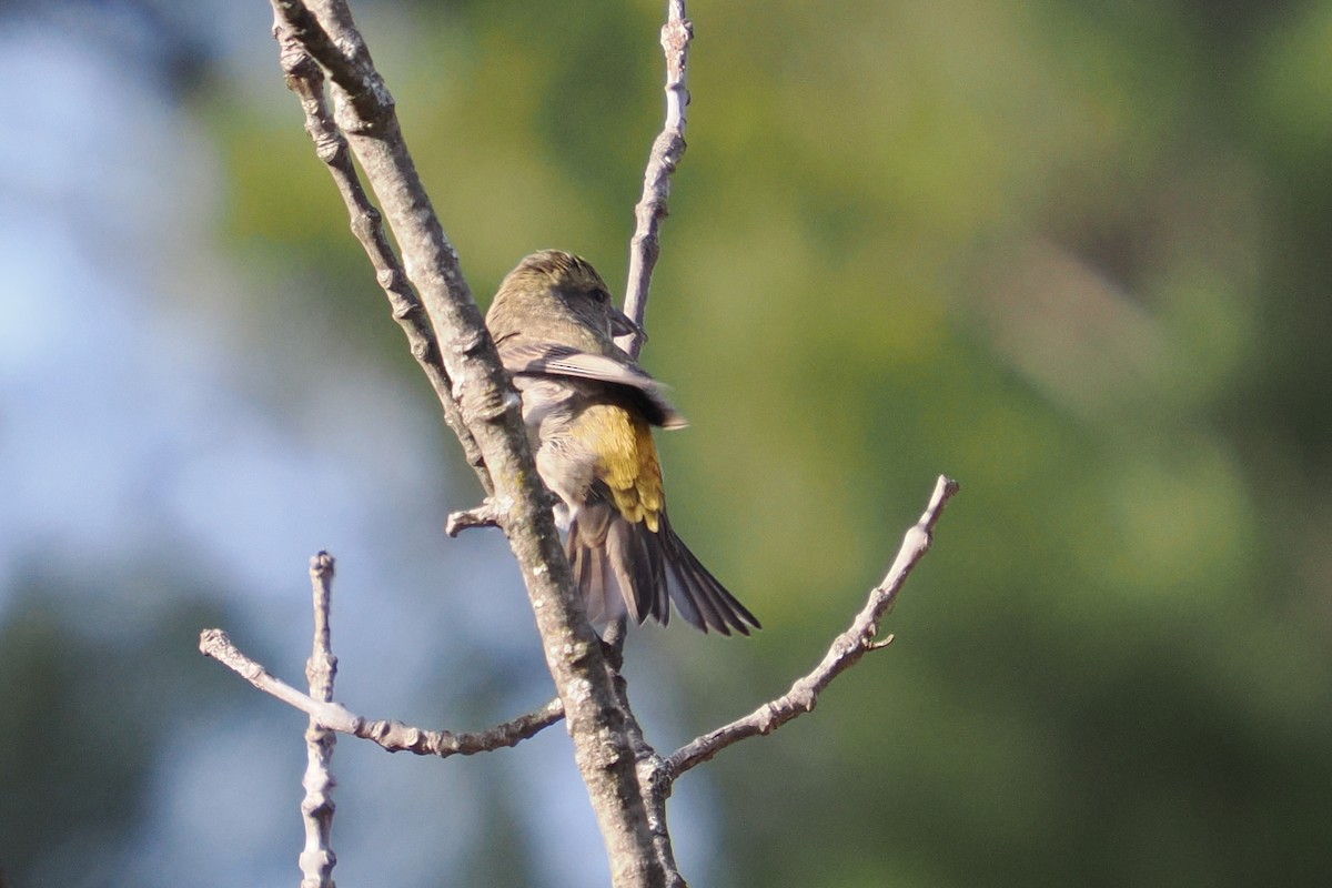 Red Crossbill - ML646220923