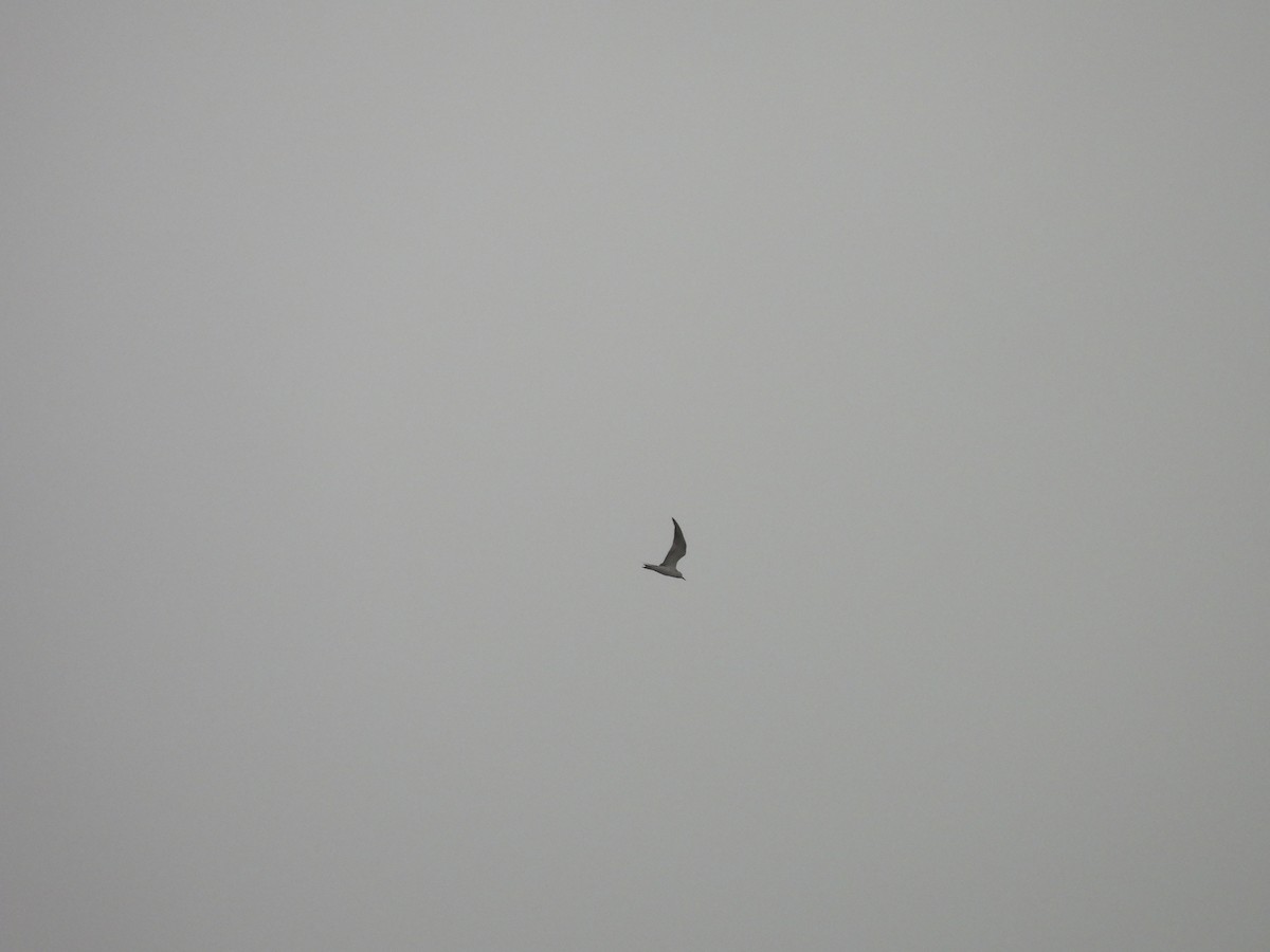 Whiskered Tern - ML646220926