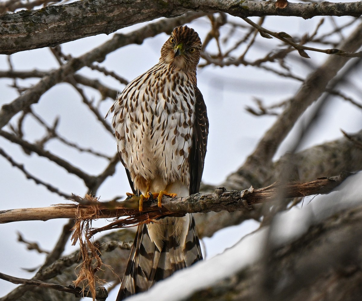 Cooper's Hawk - ML646220937