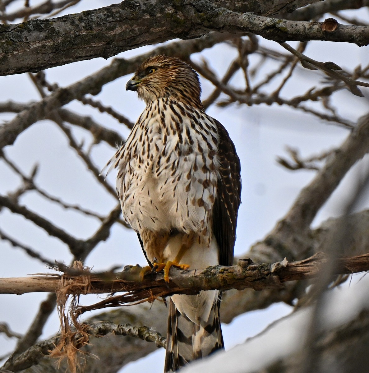 Cooper's Hawk - ML646220938