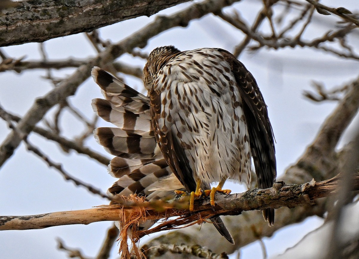 Cooper's Hawk - ML646220939