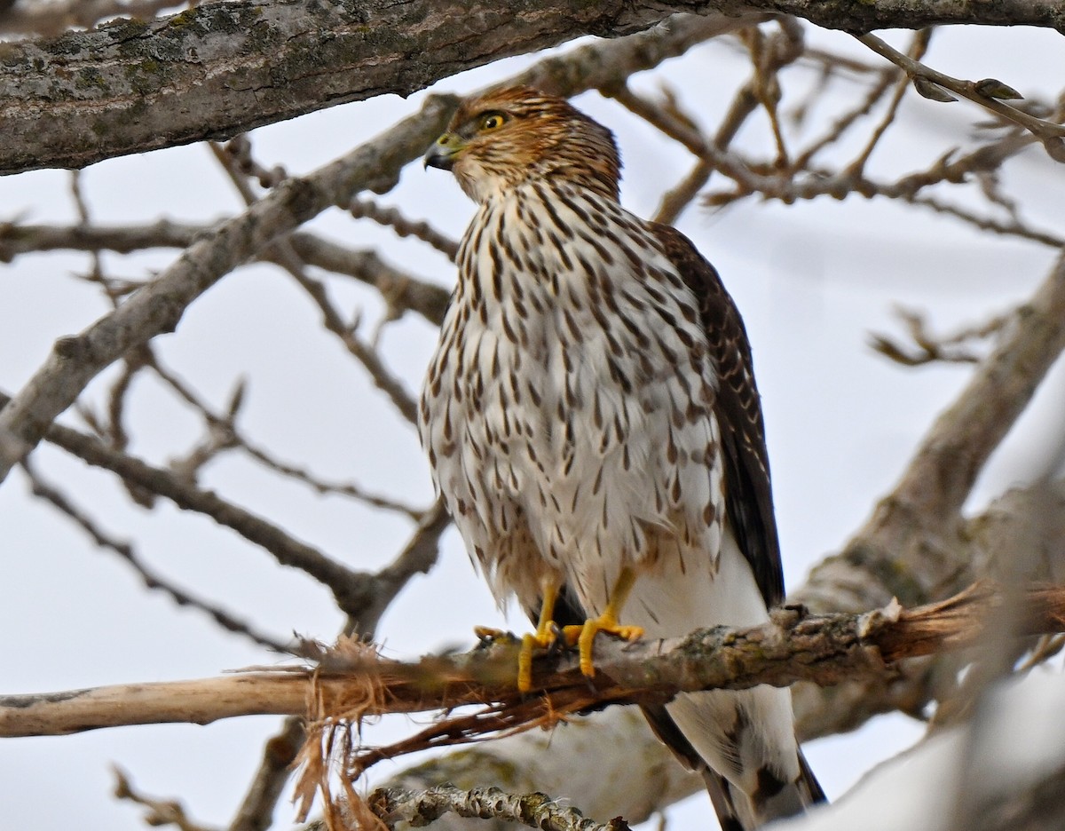 Cooper's Hawk - ML646220940