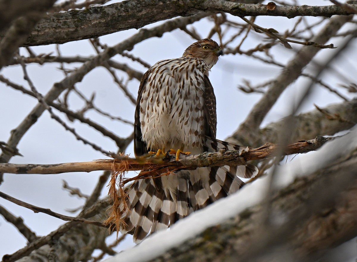 Cooper's Hawk - ML646220941