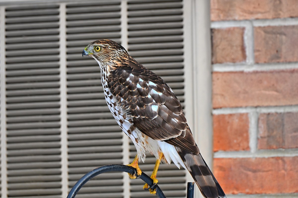 Cooper's Hawk - ML646220942
