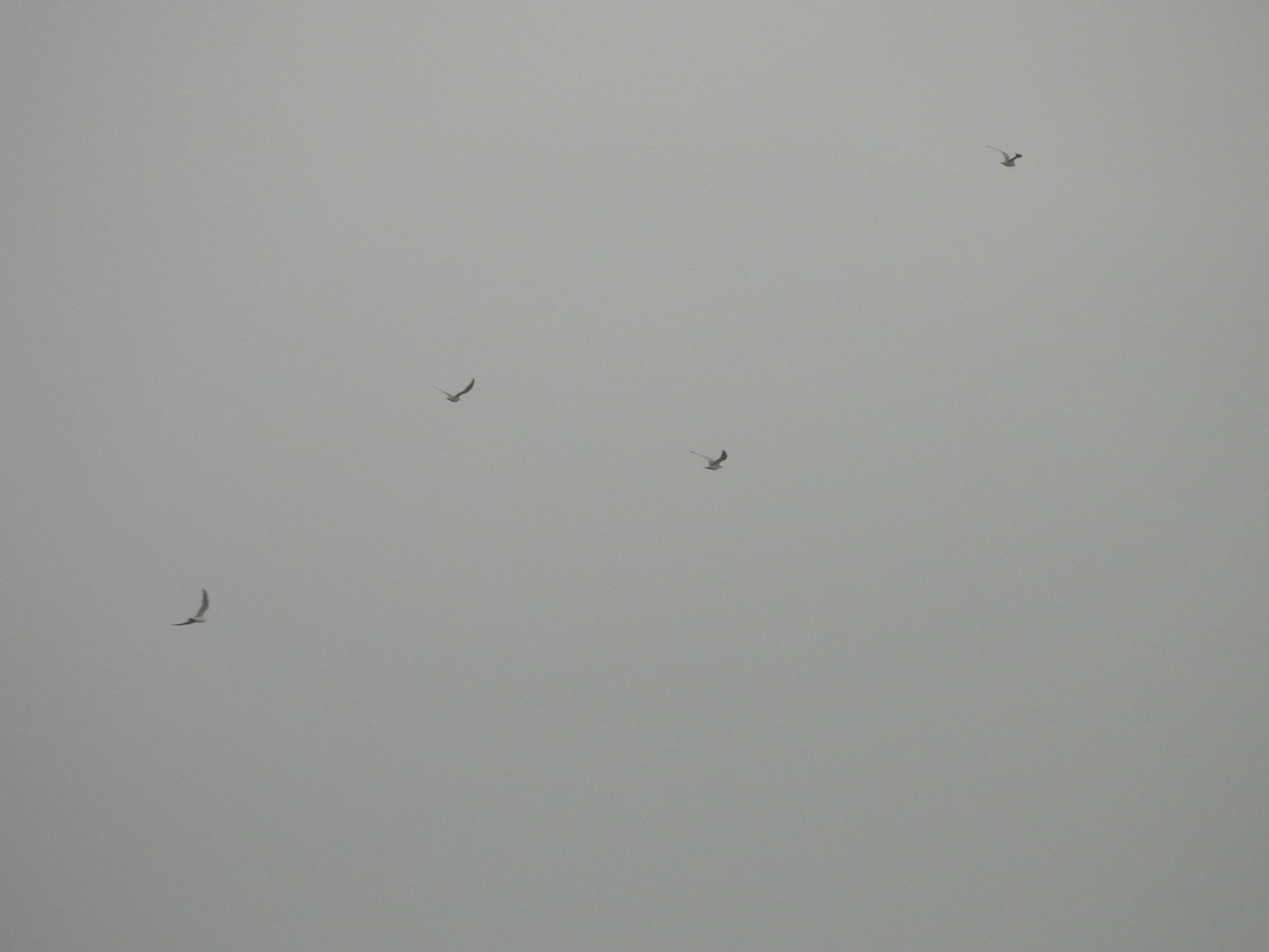 Whiskered Tern - ML646220946