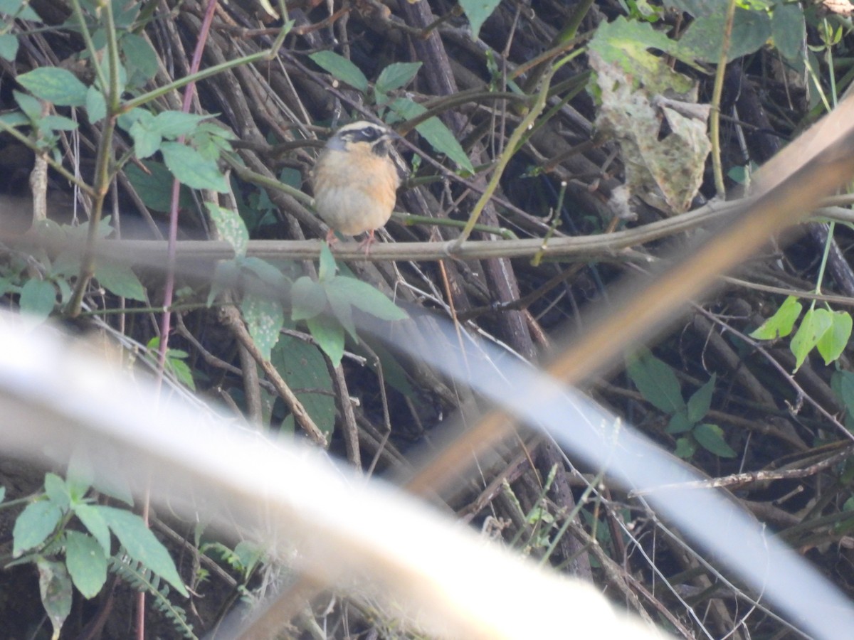 Black-throated Accentor - ML646220948