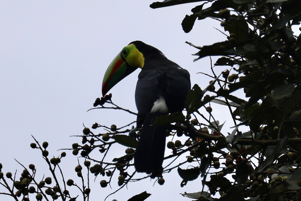 tukan středoamerický - ML646220949