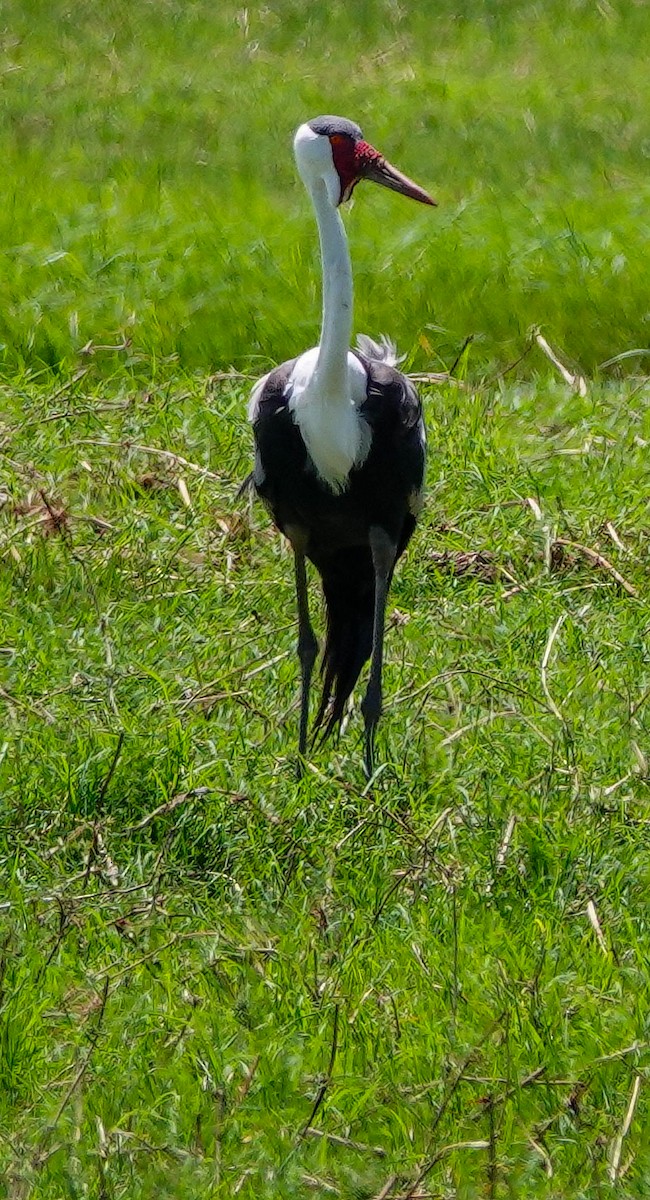 Wattled Crane - ML646220954