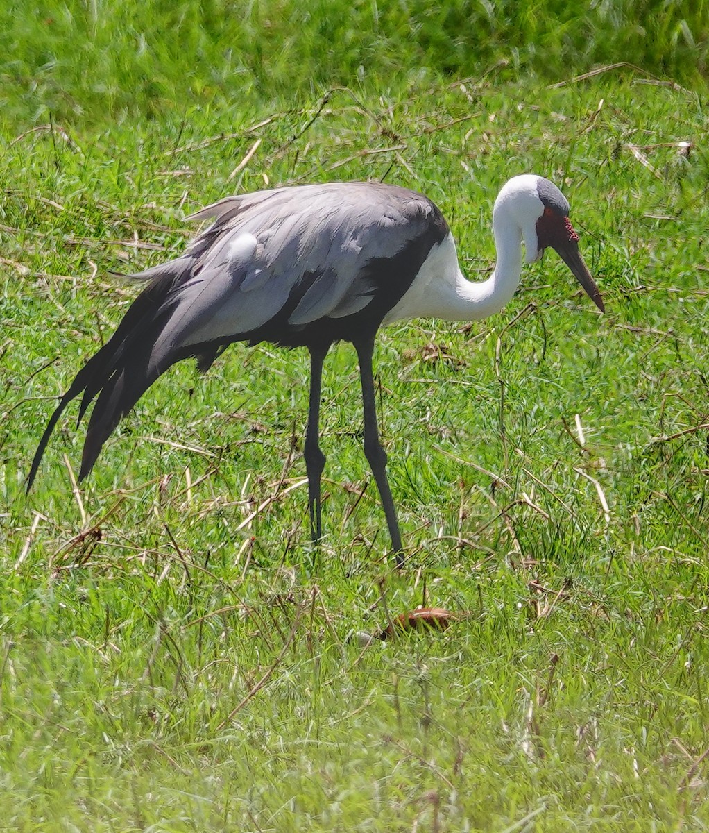 Wattled Crane - ML646220955