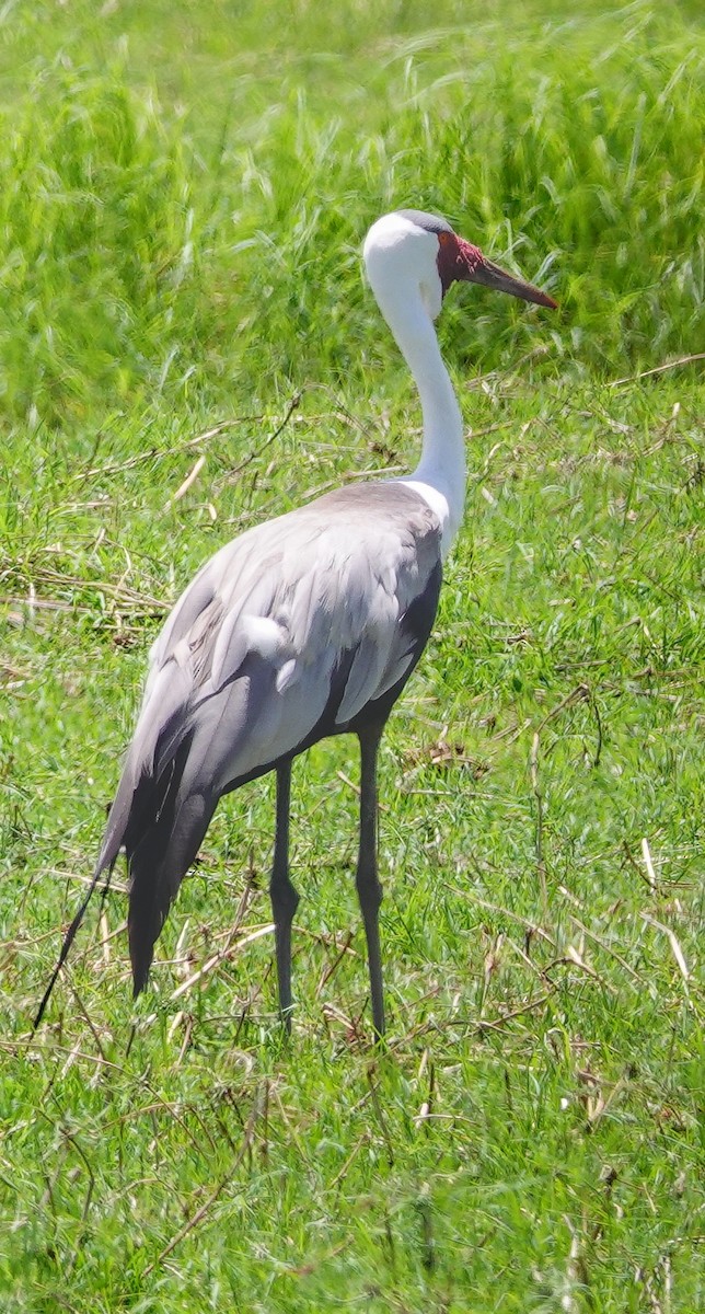 Wattled Crane - ML646220956