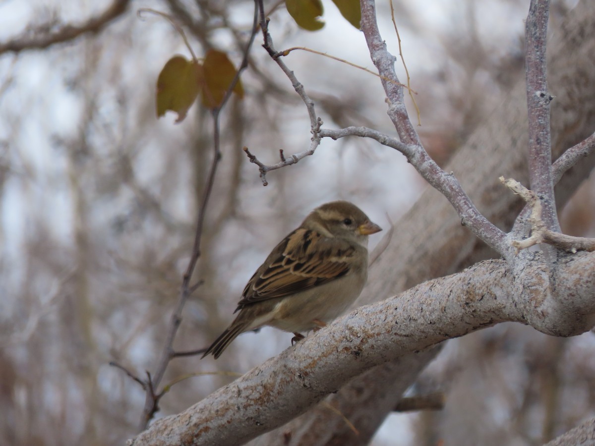 דרור הבית - ML646220957
