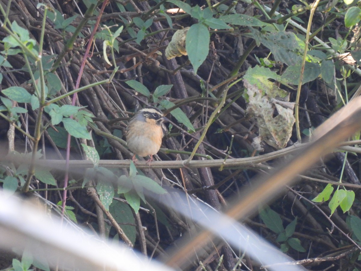 Black-throated Accentor - ML646220960