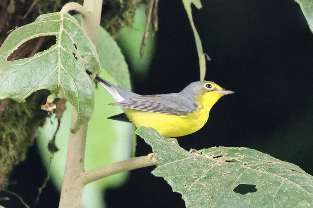 Reinita Canadiense - ML646220966