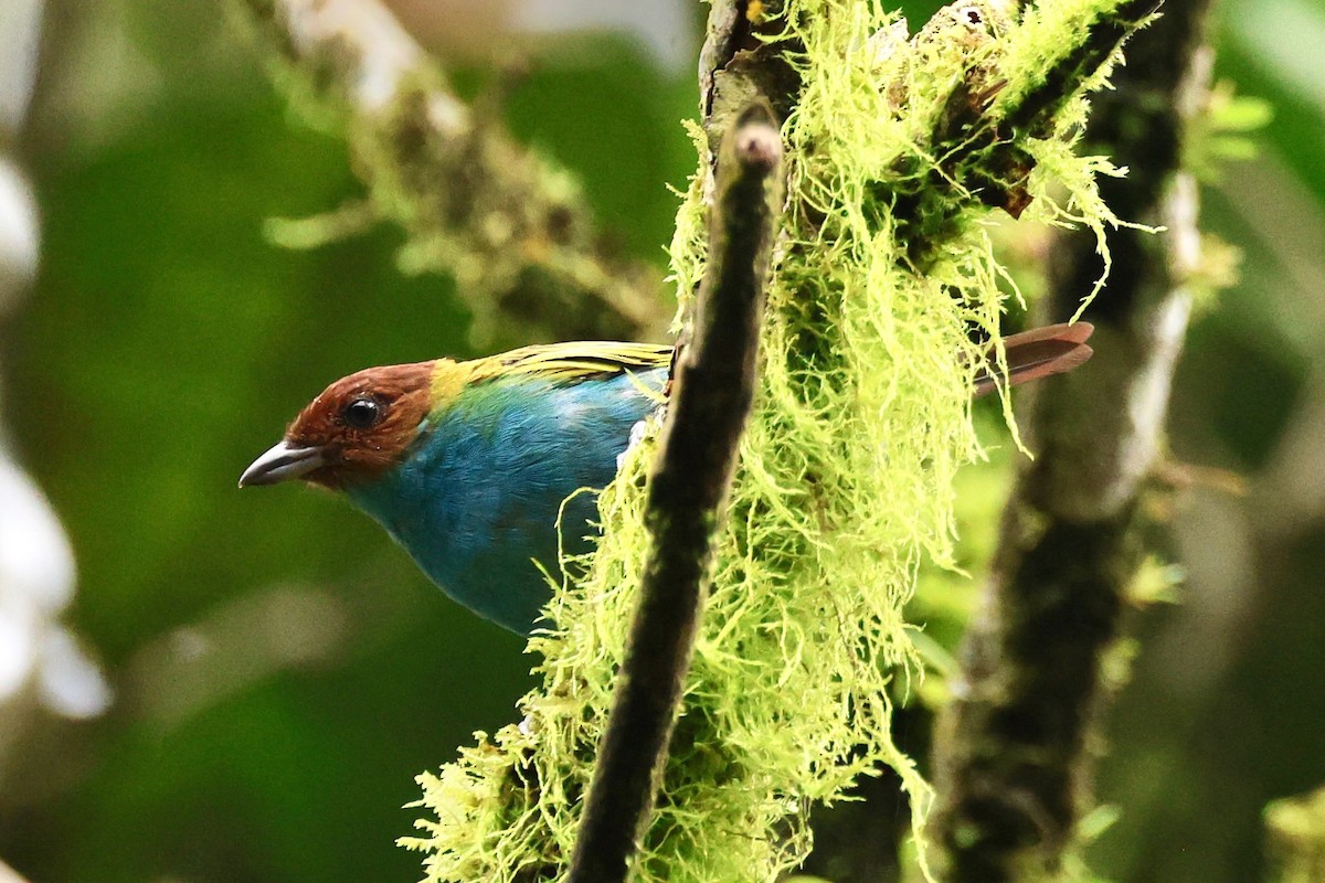 Гирола - ML646220975