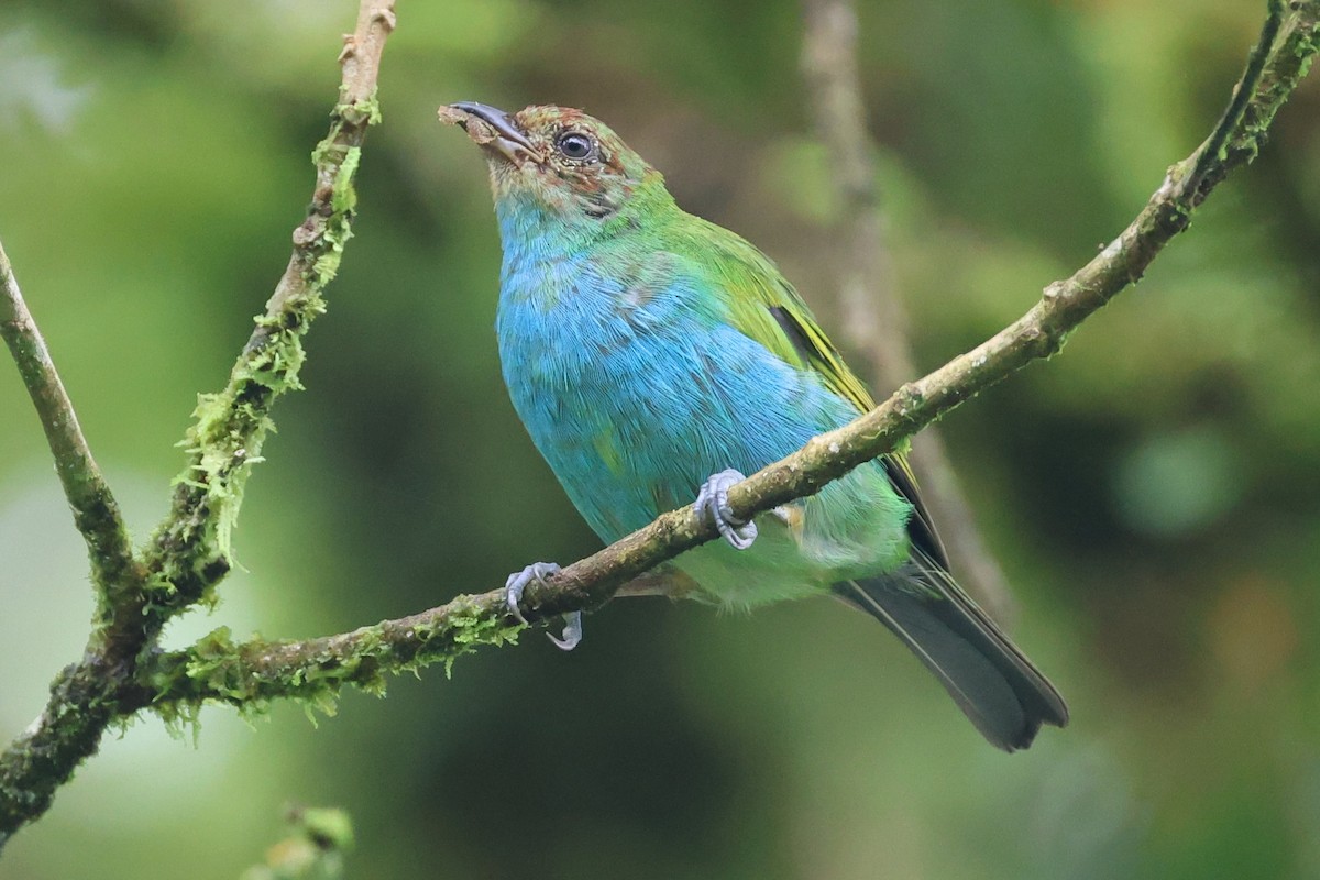 Гирола - ML646220976