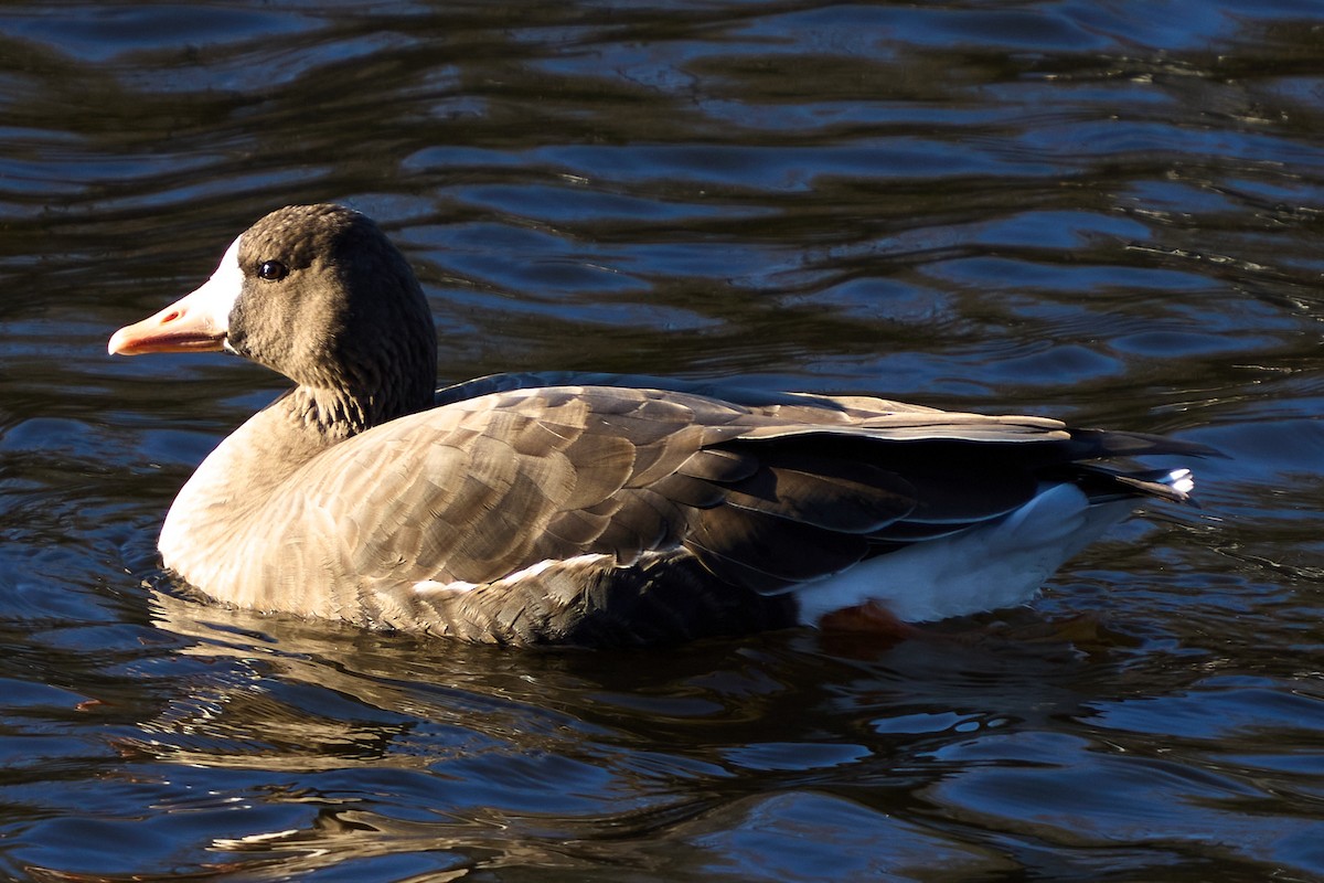 Greater White-fronted Goose - ML646220980