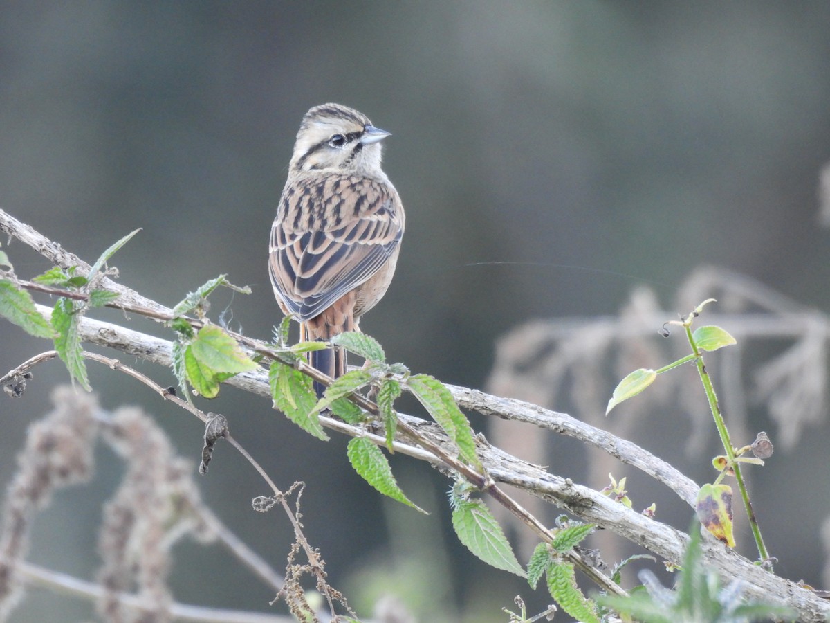 Rock Bunting - ML646220981