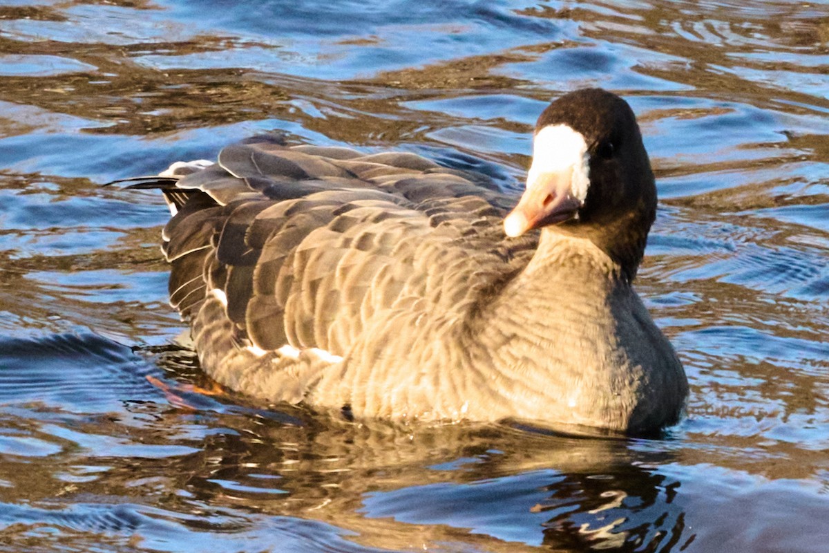 Greater White-fronted Goose - ML646220982