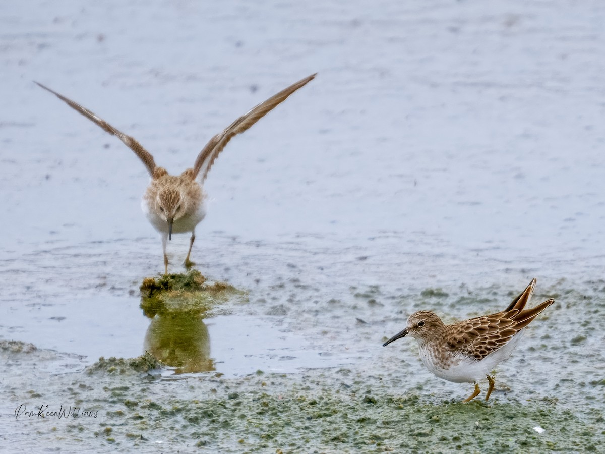 Wiesenstrandläufer - ML646220983